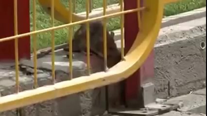 funny animal videos try not to laugh Top amazing youtube videos