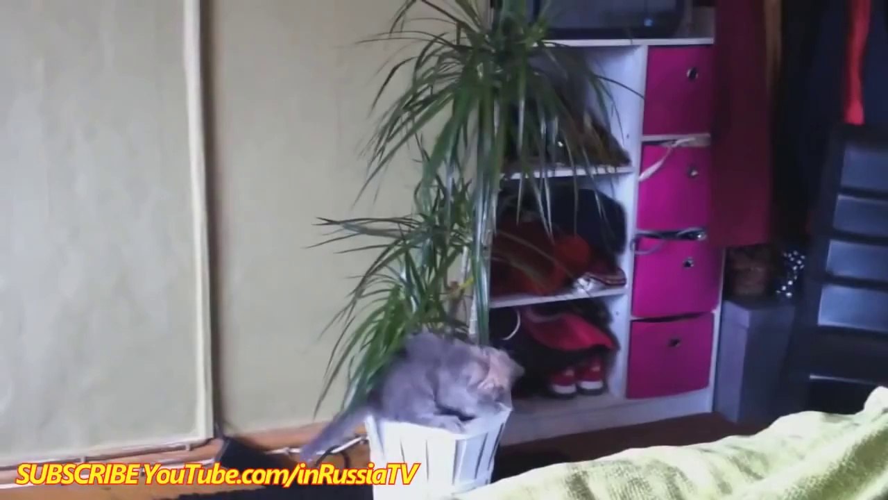 Chats marrants compilation