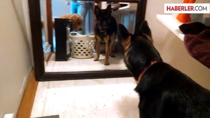 Aynadan Gördüğü Kendisini Düşman Sanıyor