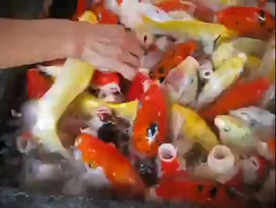 İlginç Koi Japon Balığı Besleme