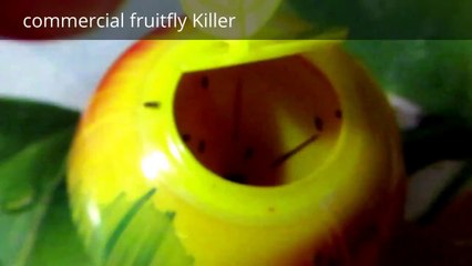 What  attracts more  Fruitflies Commercial or Home made  traps
