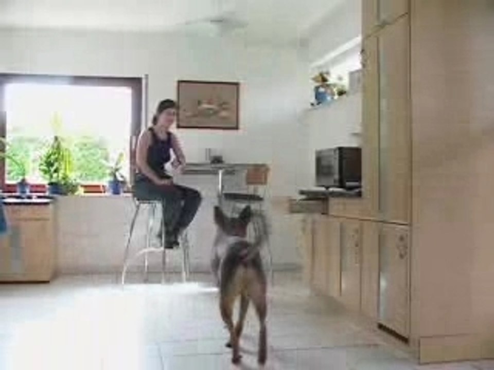 clicker training