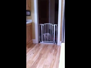 Funniest Dog Bark Ever! Try Not To Laugh!