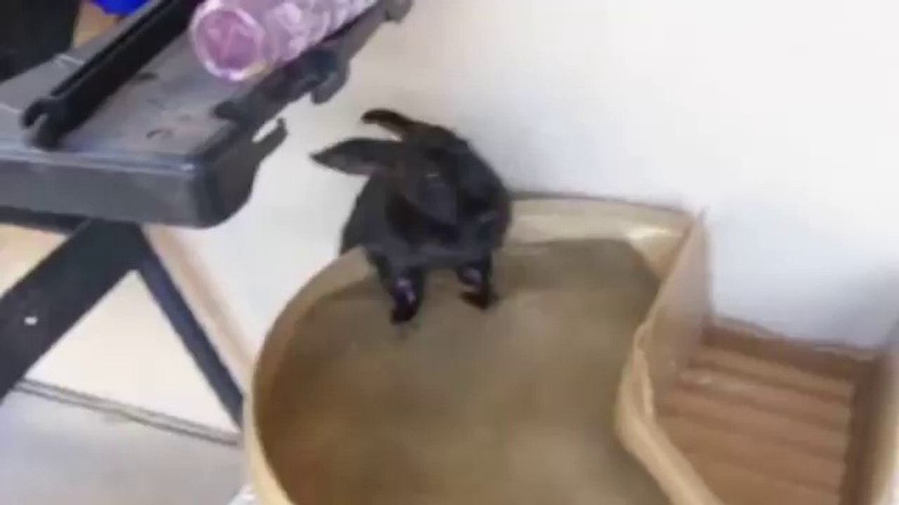 Bunny Falls out of Bath