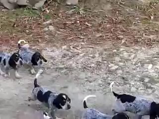 petit bleu de gascogne des gorges de ciara 1 mois et 8 jours