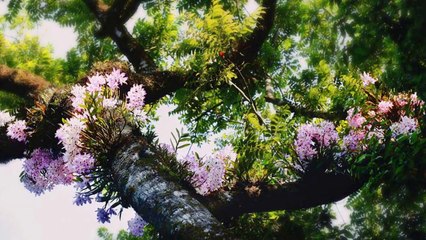 Mộng Dưới Hoa (PP)