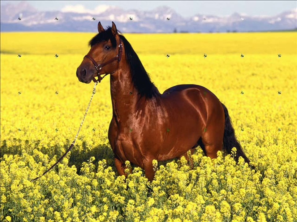 Mon petit délire que j'aime faire ^^