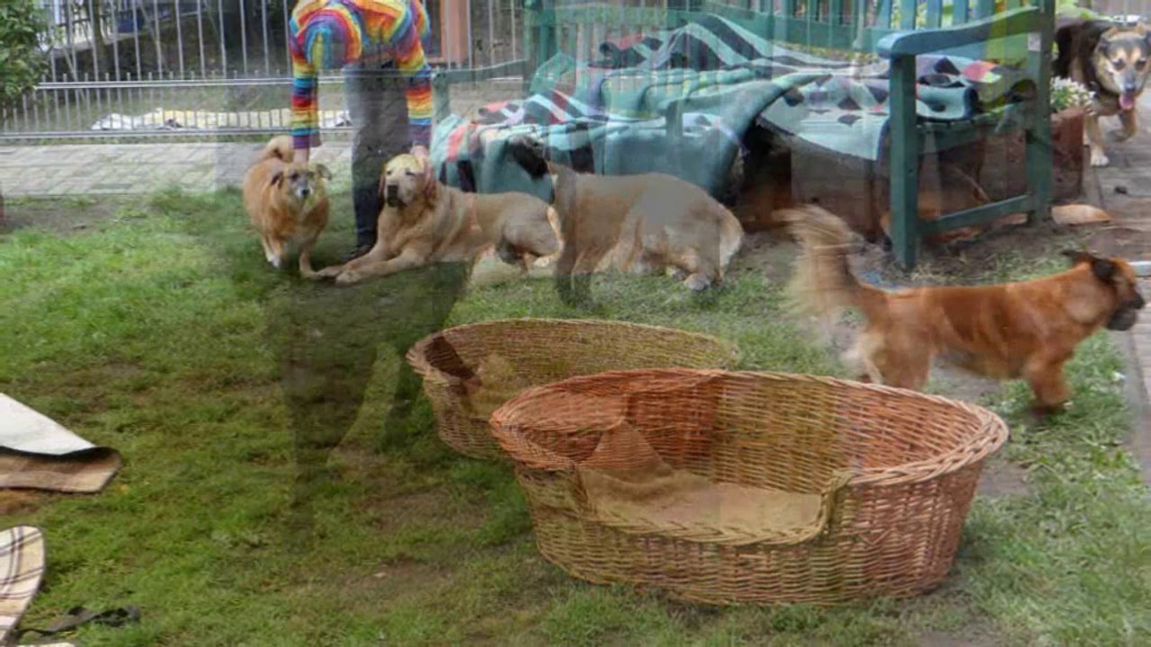 Gnadenhof für Tiere..