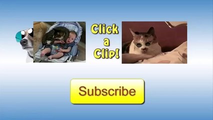 Dogs Frolicking In A Meadow