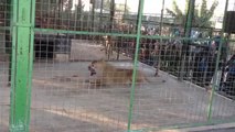 حديقة الحيوانات في إيران باغ وحش 2013