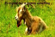 HUMP A GOAT - goat humps a girl - فتاة والماعز لها - الله فتاة والماعز (a metaphor)