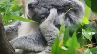 Koala !!