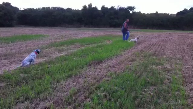 entrainement chien d'arrêt, setter anglais, gaya et indie du massif de l'étoile