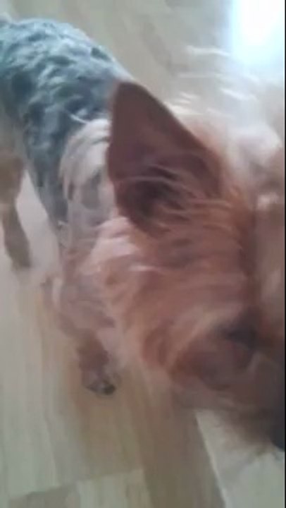 Un petit chien apprend à lire