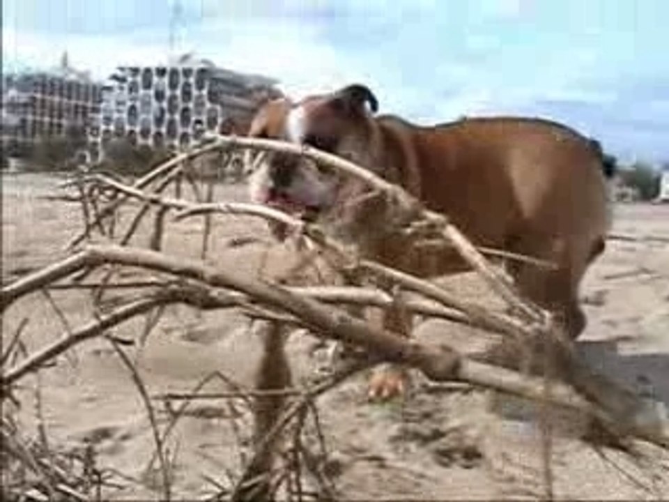 Simba à la plage