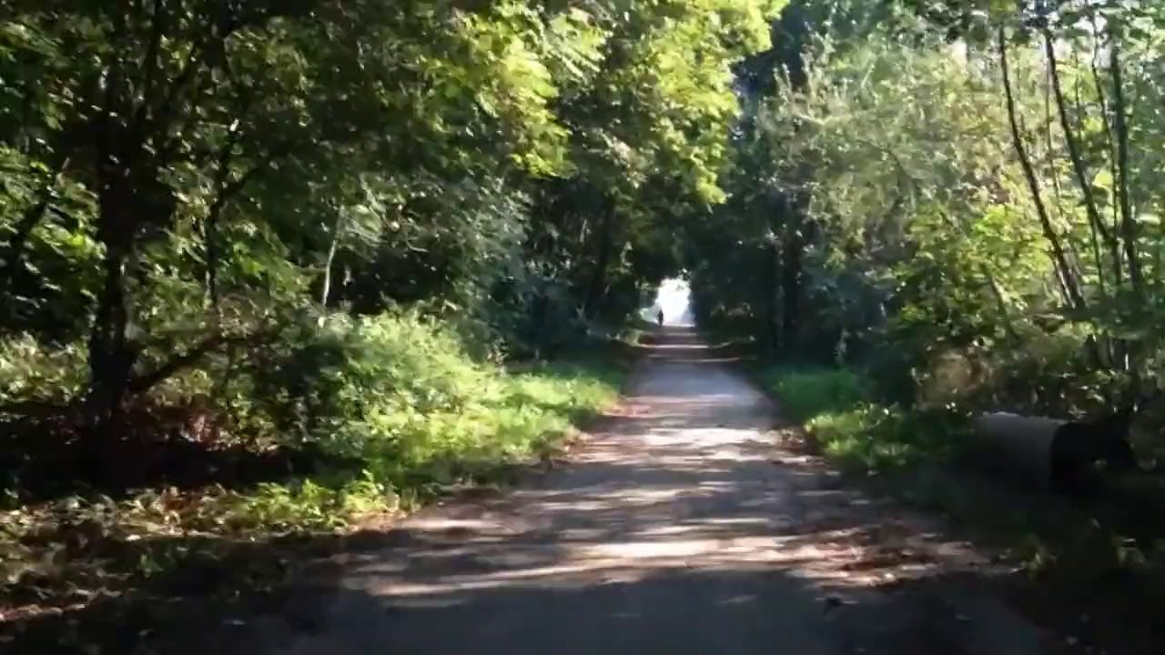 Walk in the woods