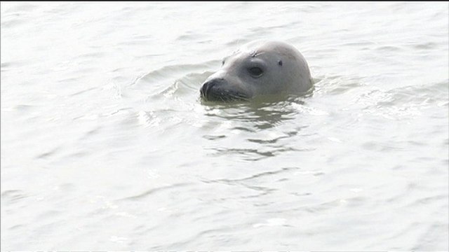 Les phoques en baie d’Authie, des vedettes pointées du doigt - 13/09
