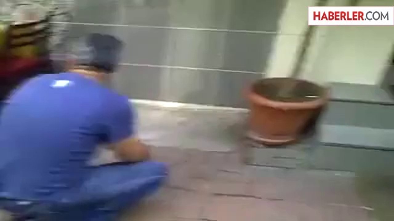 Kedi, Köpeğe Saldırdı