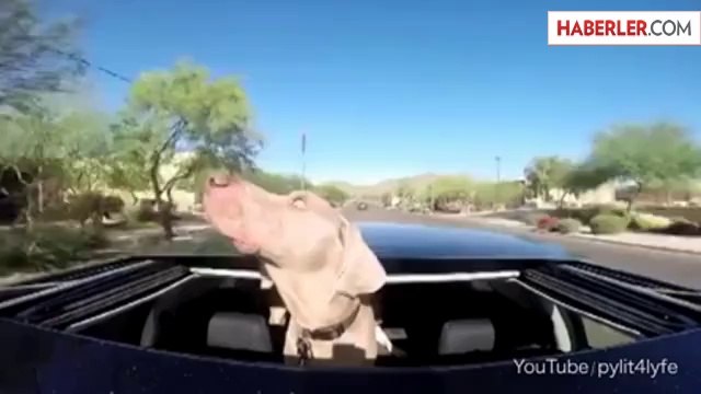 Köpek Pilly'nin Videosu İzlenme Rekoru Kırıyor!