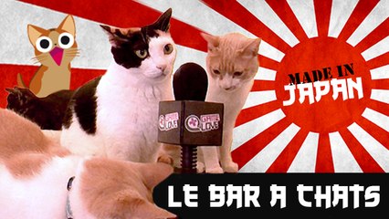 Made in Japan : Les Bars à Chats