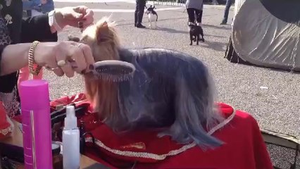 Exposition Compiègne 14 sept 2014