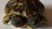 Two-Headed Tortoise Born in Denmark