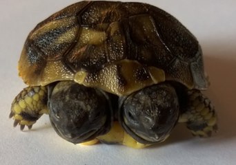Two-Headed Tortoise Born in Denmark