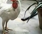 Funny Hen _ You Tube Funny Animals Video _ Videos For Kids Animal Sounds Mp3