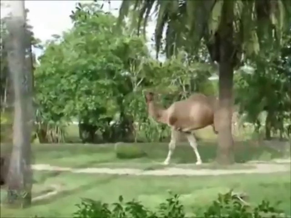 FUNNY VINES COMPILATION - NEW FUNNY ANIMAL VINES AND CLIPS