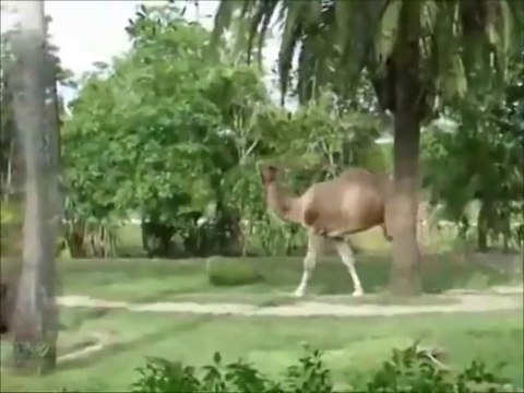 FUNNY VINES COMPILATION - NEW FUNNY ANIMAL VINES AND CLIPS