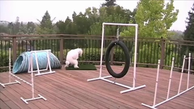 The artificial fake grass designed specifically for dogs by PUP-Grass!