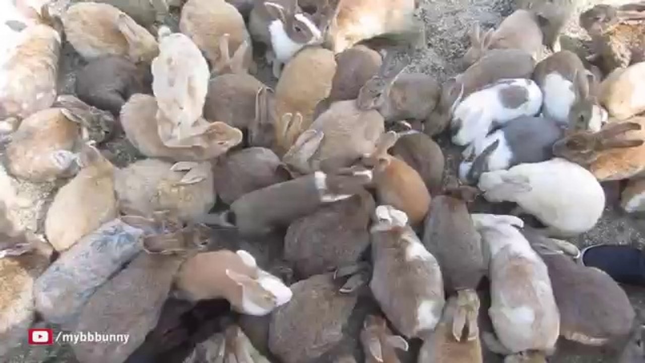Il se fait littéralement ensevelir sous des lapins !