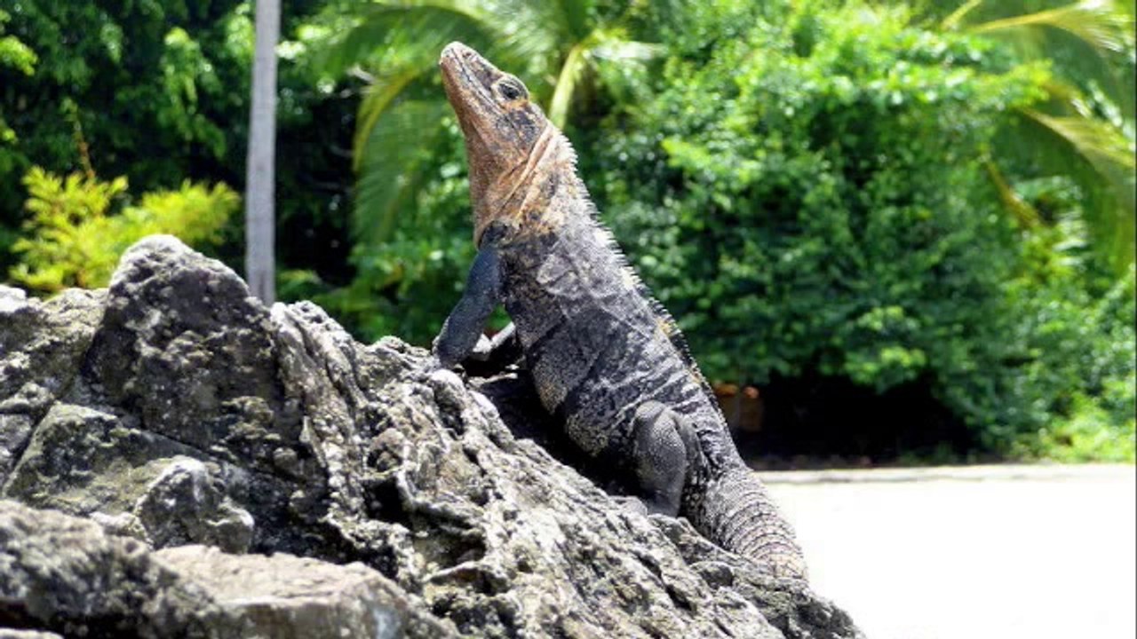 Kids Saving the Rainforest_ Animals They Protect in the Manuel Antonio Rainforest