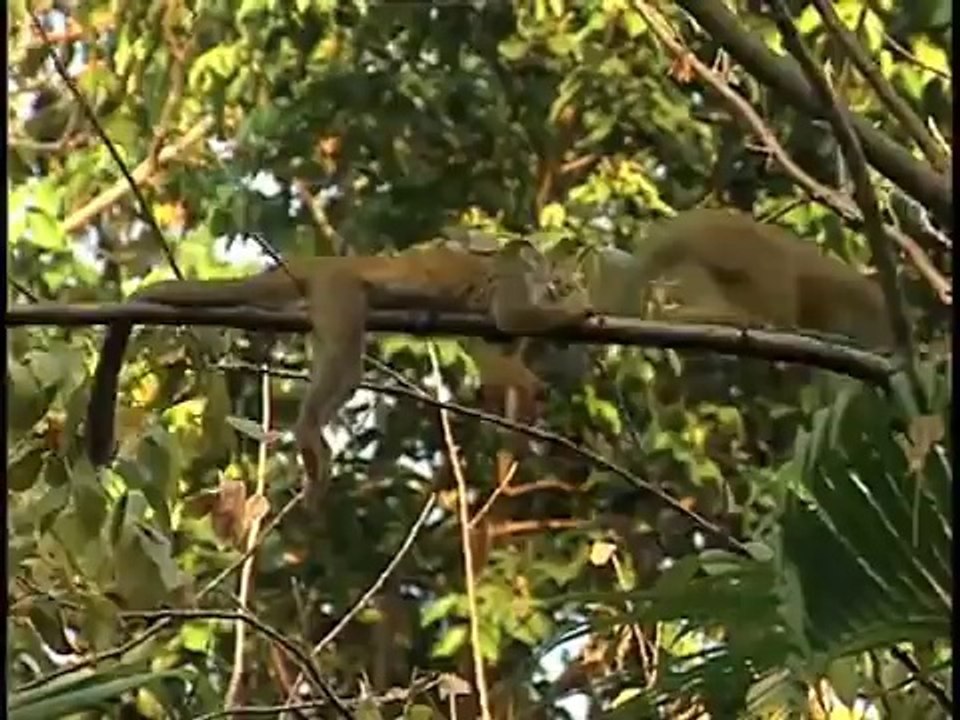 Korean learning for kids - Korean lessons for children - animals_ 동물 _ dong mul