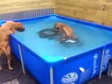 Deux chiens font équipe pour récupérer leur jouet dans une piscine