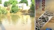 Dunya News - Flood wreaks havoc in Muzaffargarh, Uch Sharif, Shujabad and other areas