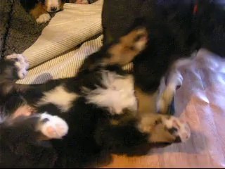 15 sept les 2 mâles et la femelle rouge