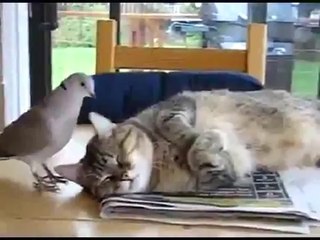 Entre chat et pigeon
