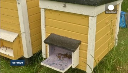 زنبور، راه حل معضل مقاومت میکروب در برابر آنتی بیوتیک ها