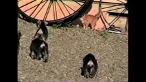 Kitten Shows Puppies Who's Boss