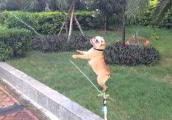 Bulldog Loves to Play With the Water Sprinkler