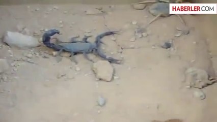 Örümcek ve Akrep Birbirine Girdi