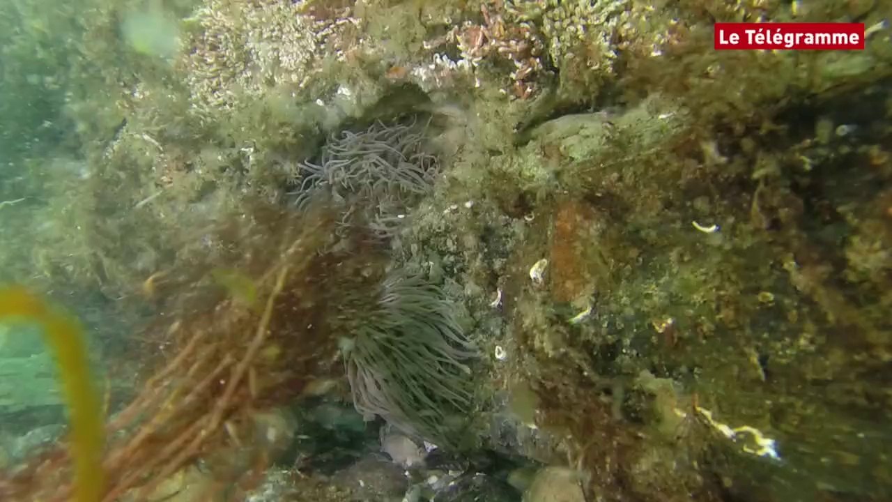 Pointe de la Torche (29). Toute une faune marine autour des épaves