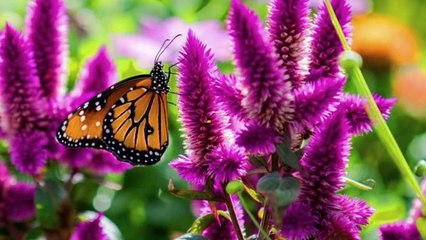 Tuncay Balcı-Seda Bingöl-Yandı Yürek Yar Elinden