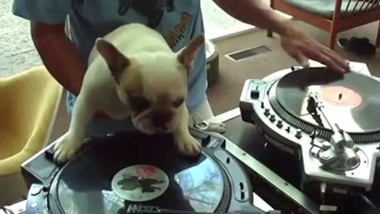 DJköpek