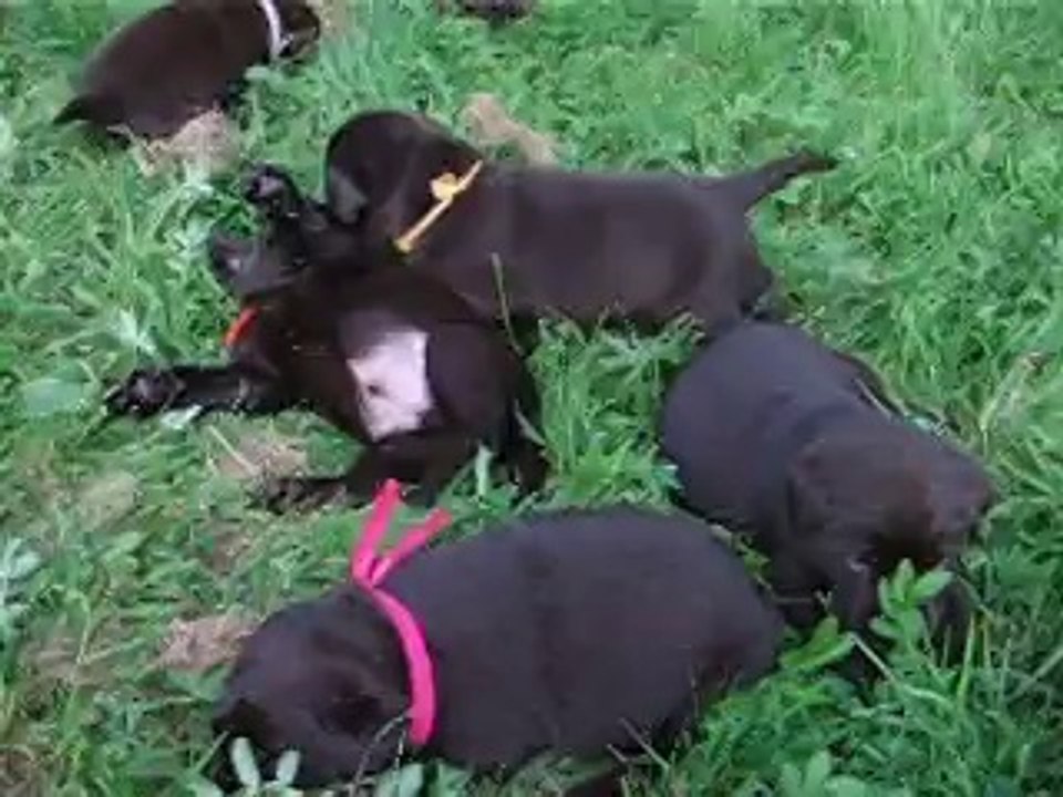 bébés labrador chocolat - élevage du domaine de la sauvagine-normandie-calvados