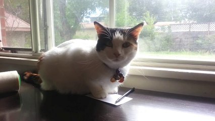 How to Torture an Indoor Cat