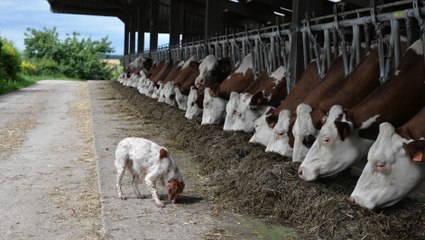 Drucat, le village des anti-1000 vaches