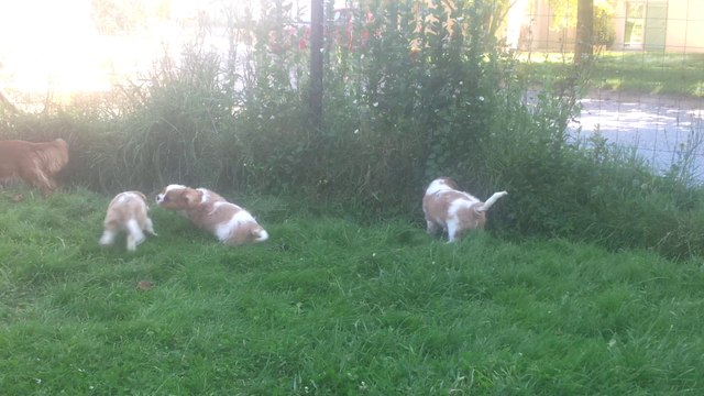 jeux dans le parc bb à 9 semaines