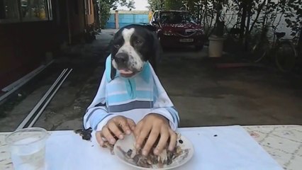 English Pointer Eating With Hands BMR Media.